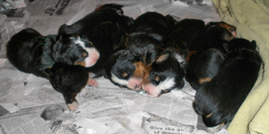 DDD Litter 5 days