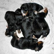 DDD Litter 2 weeks