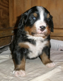 Beige Boy 3 weeks