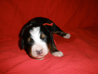 Red Boy 1 week