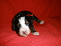 Red Boy 1 week