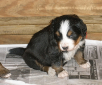 Red Boy 3 weeks