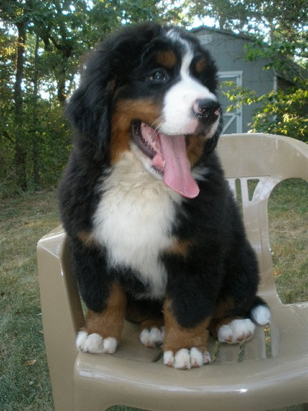 Knox 11 weeks